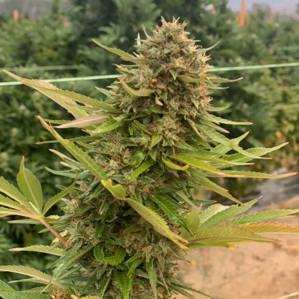 MIDWEST CBD